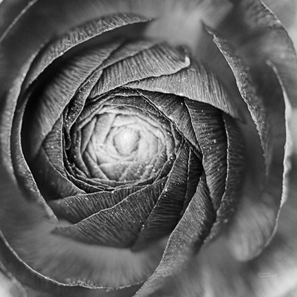 Framed Ranunculus Abstract I BW Print