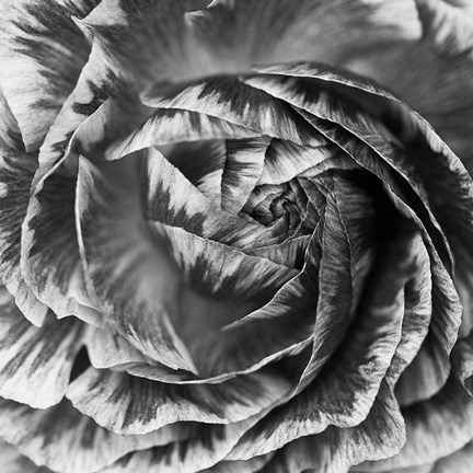 Framed Ranunculus Abstract IV BW Print