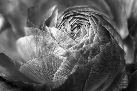 Framed Ranunculus Abstract V BW Print