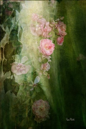 Framed Evening Light on Roses II Print
