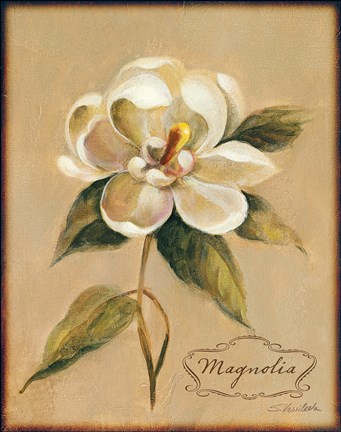 Framed December Magnolia Vintage Print