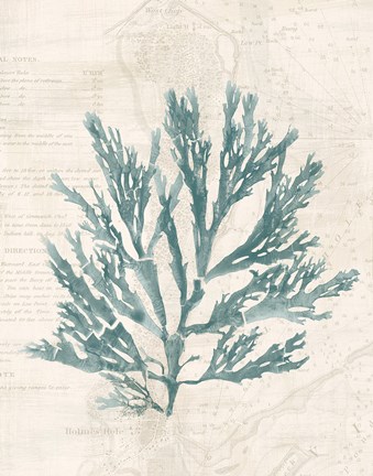 Framed Pacific Sea Mosses I Borderless Print