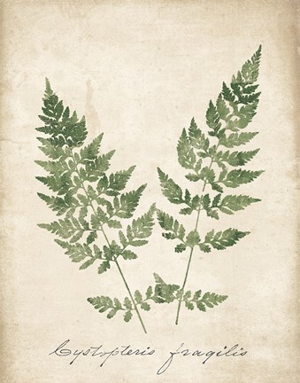 Framed Vintage Ferns VII no Border Print