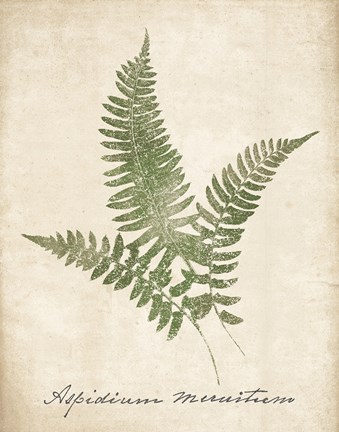 Framed Vintage Ferns X no Border Print