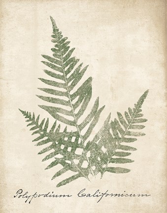 Framed Vintage Ferns XI no Border Print