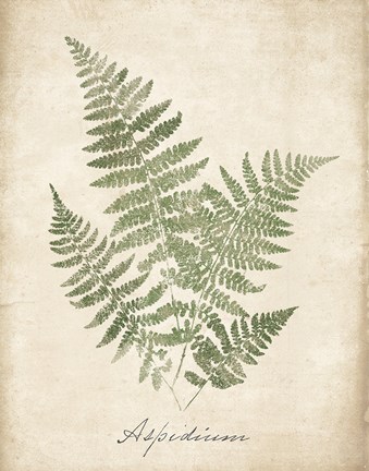 Framed Vintage Ferns IX no Border Print