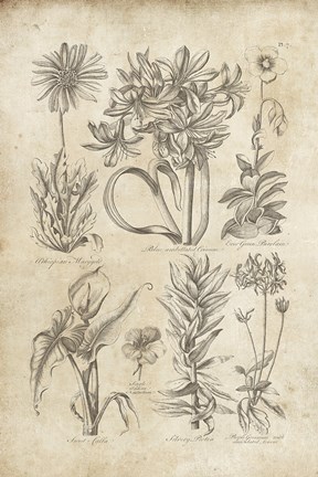 Framed Eden Antique Bookplate I Print