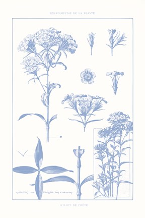 Framed Serenity Phlox on White Print