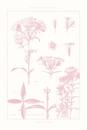 Framed Rose Quartz Phlox on White Print