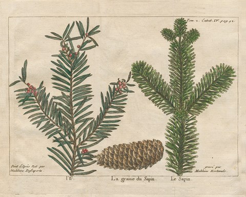 Framed Antique Botanical XXII Print