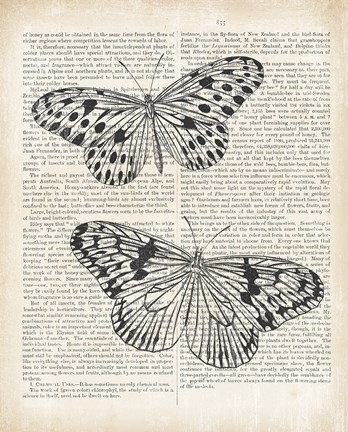 Framed Vintage Butterflies on Newsprint Print