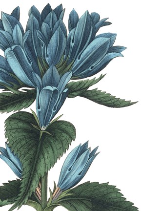 Framed Botanique II no Words Print