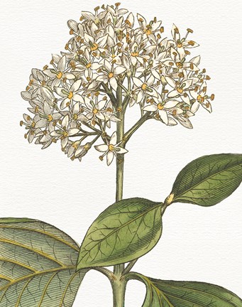 Framed Botanique Bleu IV on White no Words Print