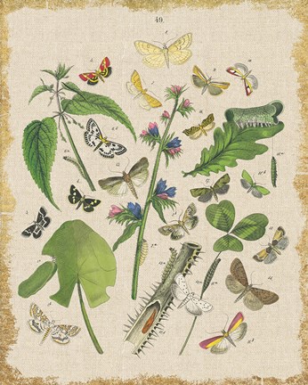 Framed Butterfly Bouquet III Linen Print