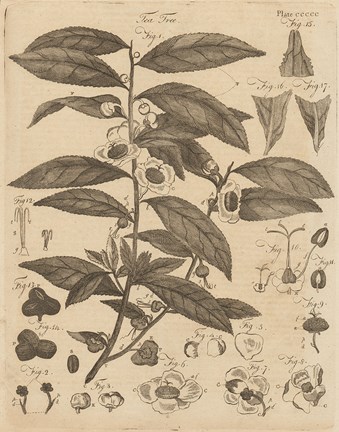 Framed Tea Tree Print