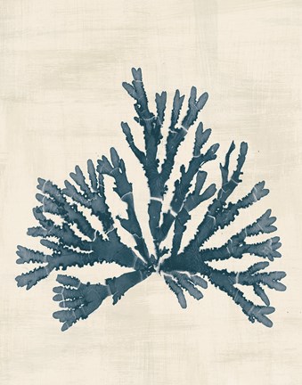 Framed Pacific Sea Mosses IV No Map Print