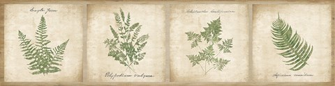 Framed Vintage Ferns - 4 Image Panel Print