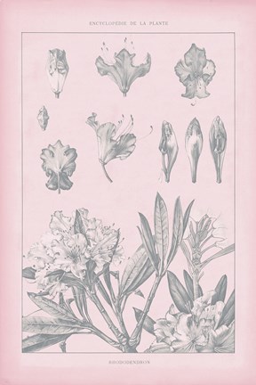 Framed Rose Quartz Rhododendron Print
