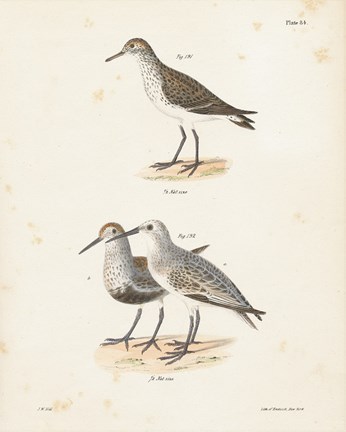 Framed Shore Birds I Print