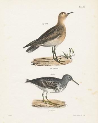 Framed Shore Birds II Print