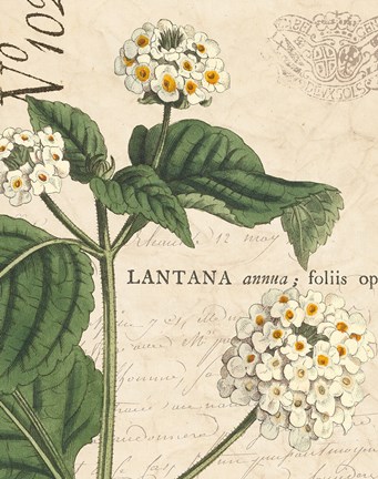 Framed Botanique Bleu I Vintage Print