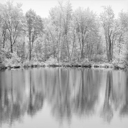 Framed Tree Reflections Print