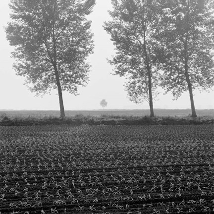 Framed Trees of Tuscany Print