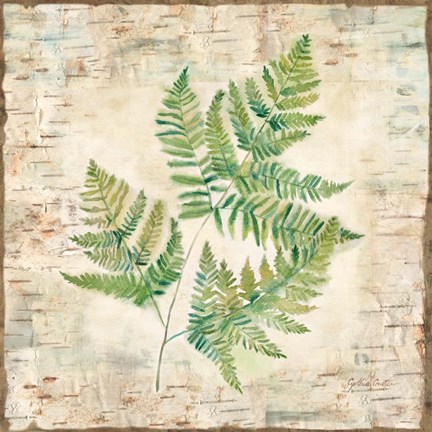 Framed Birch Bark Ferns I Print