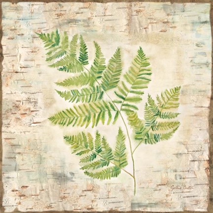 Framed Birch Bark Ferns II Print