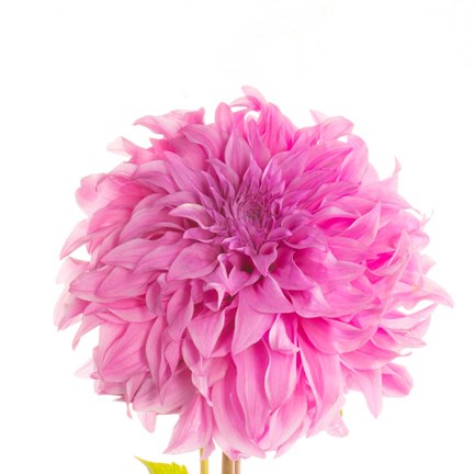 Framed Swan Island Dahlia Print