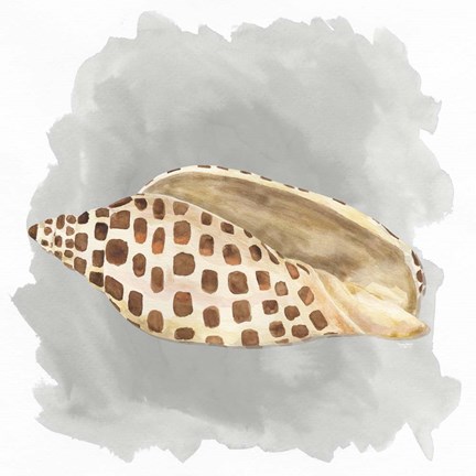 Framed Shells on Grey I Print