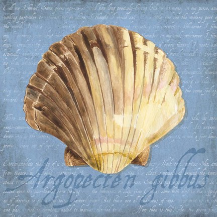 Framed Oceanum Shells Blue V Print