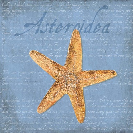 Framed Oceanum Shells Blue VI Print