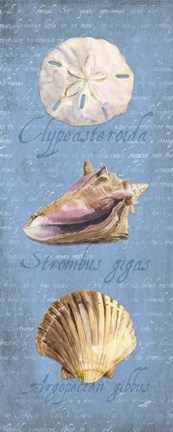 Framed Oceanum Shell Panel Blue I Print