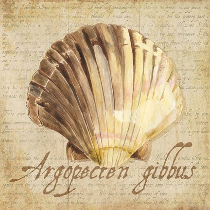 Framed Oceanum Shells Beige V Print