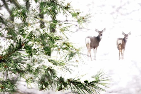 Framed Winter's Dream Print