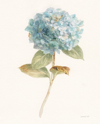Framed Garden Hydrangea Print