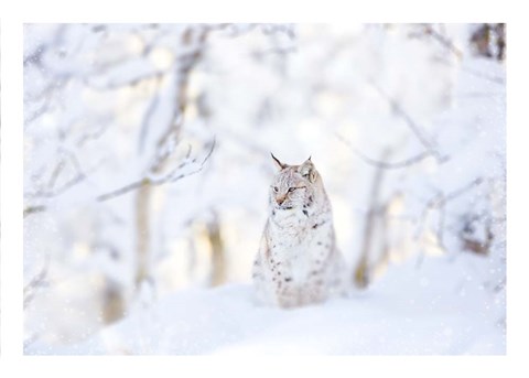 Framed Snow lynx Print