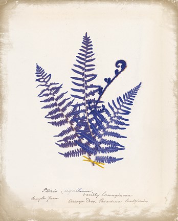 Framed Botanical Fern IV Blue Print