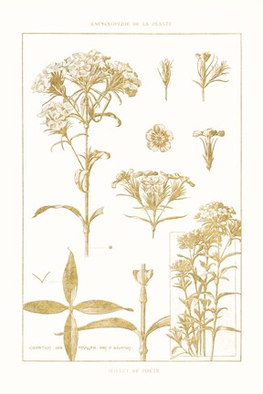 Framed Golden Phlox on White Print