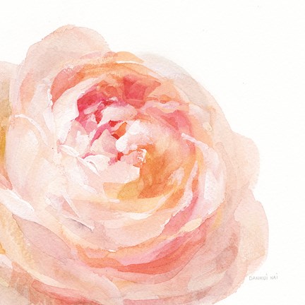 Framed Garden Rose on White Crop Print