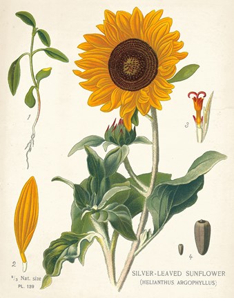 Framed Sunflower Chart on Ivory Print