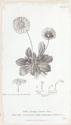 Framed Conversations on Botany IX Print