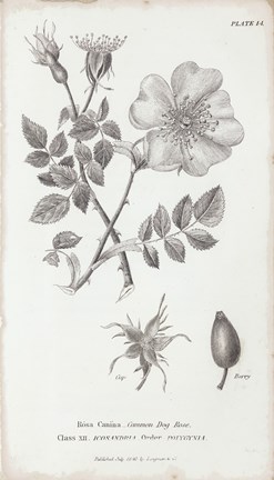 Framed Conversations on Botany IV Print