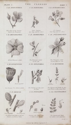 Framed Conversations on Botany X Print