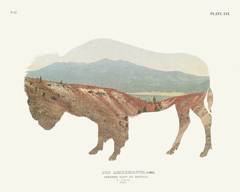 Framed American Southwest Buffalo Print