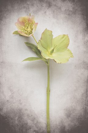 Framed Vintage Hellebore Study II Print