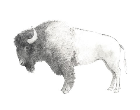 Framed Bison Dark Print