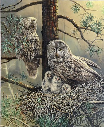 Framed Great Gray Owl  Family Print