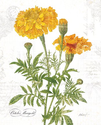Framed October Marigold on White Print